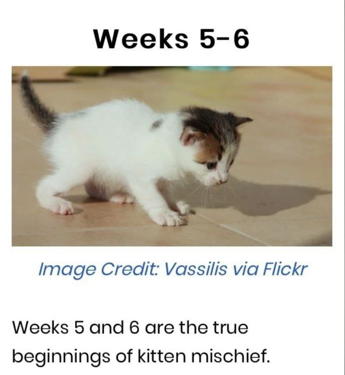 Weeks 5-6 Image Credit: Vassilis via Flickr Weeks 5 and 6 are the true beginnings of kitten mischief.