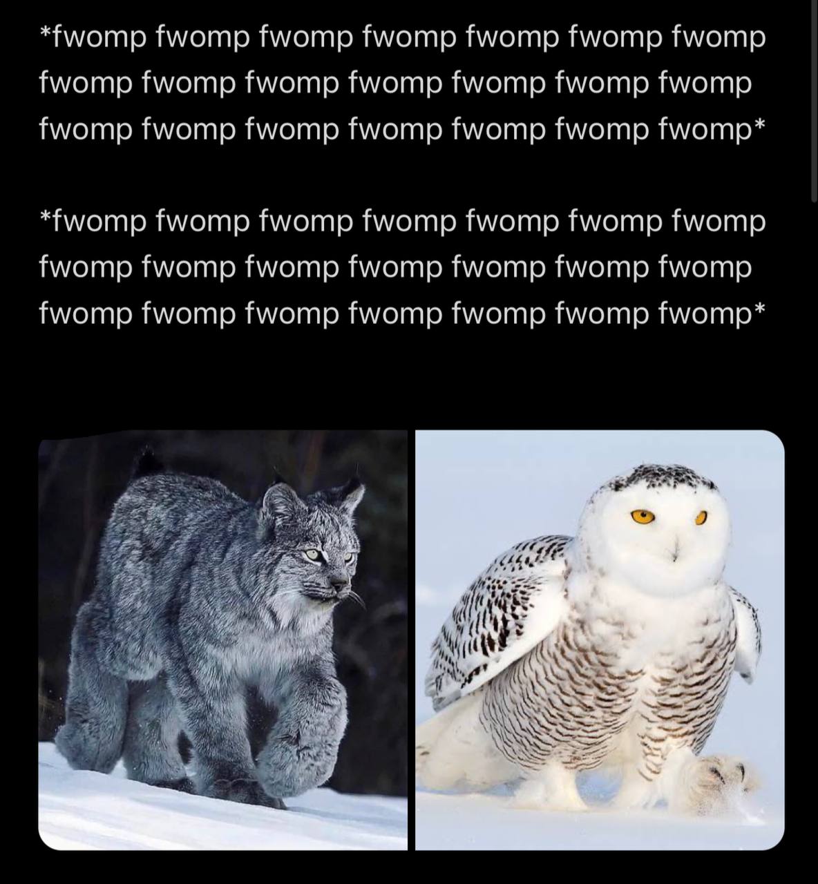 "Амогпр fwomp fwomp fwomp fwomp fwomp fwomp fwomp fwomp fwomp fwomp fwomp fwomp fwomp fwomp fwomp fwomp fwomp fwomp fwomp fwomp* fwomp fwomp fwomp fwomp fwomp fwomp fwomp fwomp fwomp fwomp fwomp fwamp