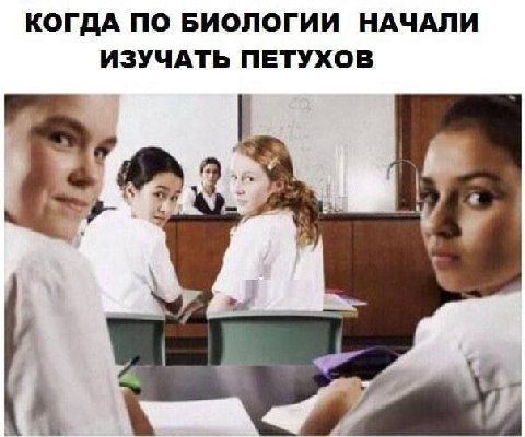 КОГДА ПО БИОЛОГИИ НАЧАЛИ ИЗУЧАТЬ ПЕТУХОВ