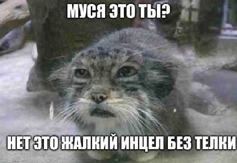 МУСЯ ЭТО Thi? 1 HET ЭТО НАЛКИЙ ИНЦЕЛ БЕЗ ТЕЛКИ