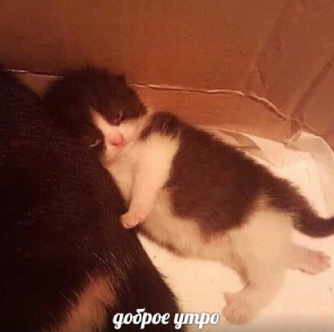 доброе утро