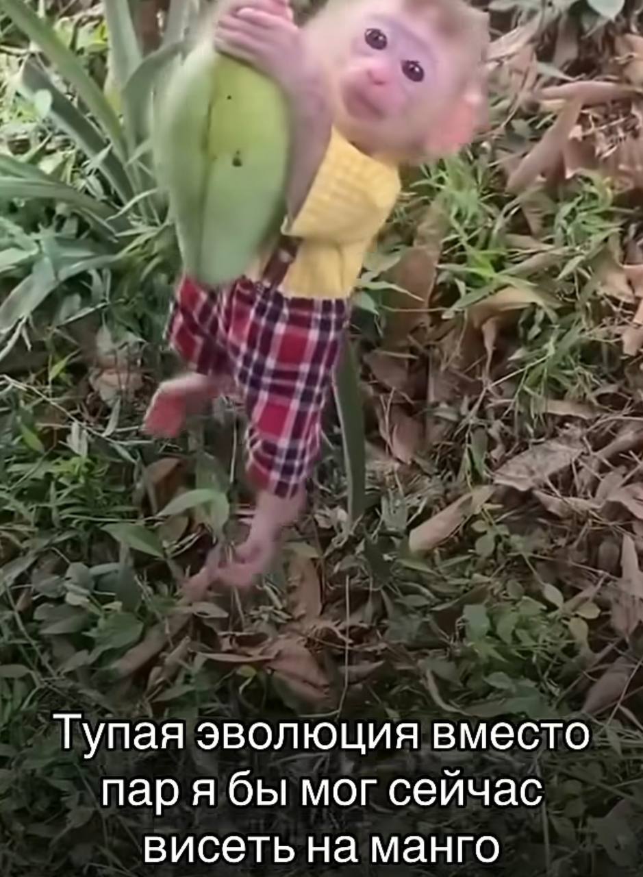 Тупая эволюция вместо пар я бы мог сейчас висеть на манго