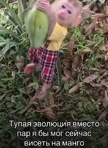 Тупая эволюция вместо пар я бы мог сейчас висеть на манго