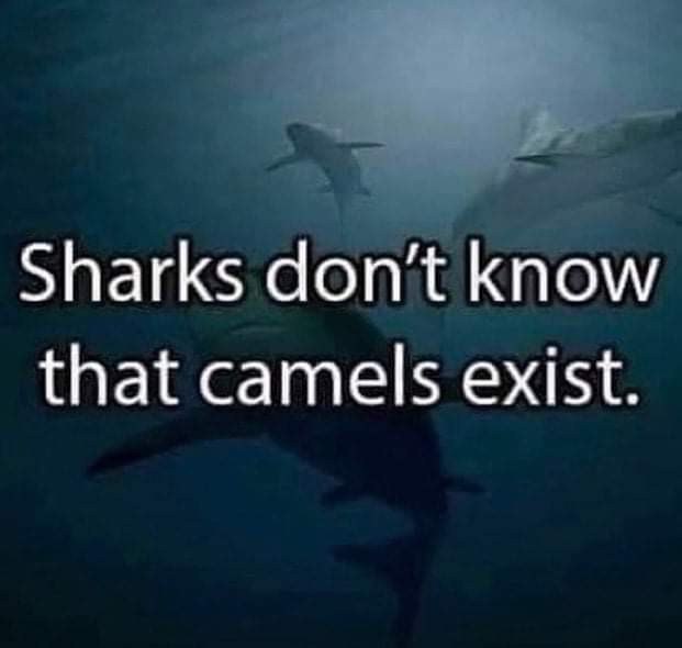 Sharks don’t know that camels exist.