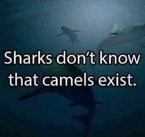 Sharks don’t know that camels exist.
