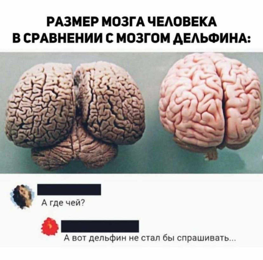 РАЗМЕР МОЗГА ЧЕЛОВЕКА В СРАВНЕНИИ С МОЗГОМ ДЕЛЬФИНА: А где чей? А вот дельфин не стал бы спрашивать...