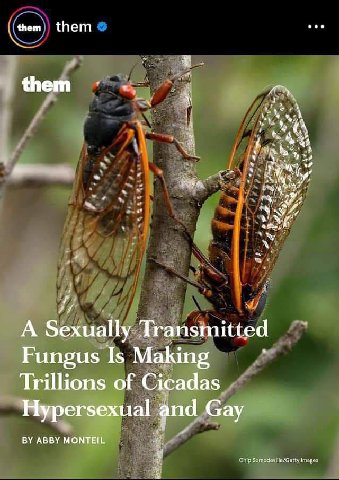 them them them a) Я a в и A Sexually Transmitted Fungus Is Making Trillions of Cicadas Hypersexual Сау ABBY MONTEIL