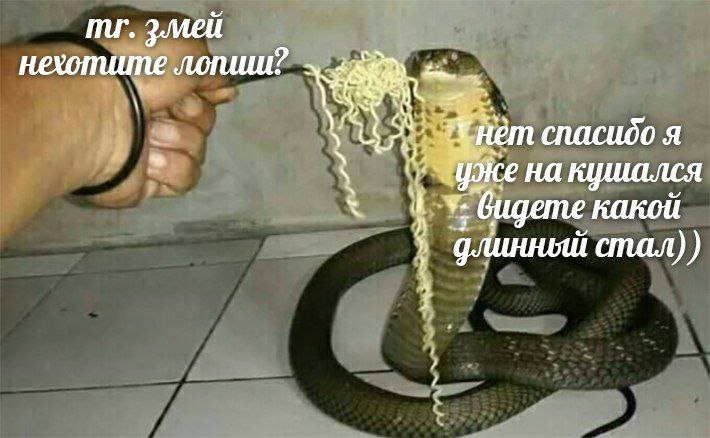 змей нехотите к спасидо я уже на кушался длинный стал)