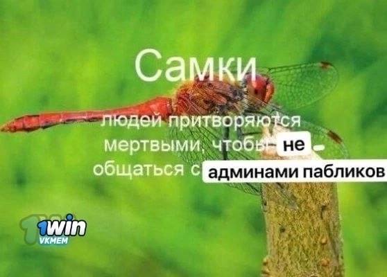 Самки ОТСЯ людей мертвыми, чтоб общаться пабликов УКМЕМ ‘win