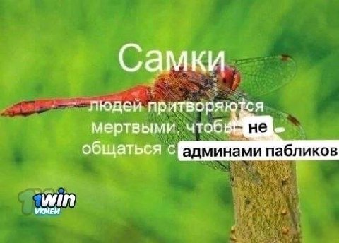 Самки ОТСЯ людей мертвыми, чтоб общаться пабликов УКМЕМ ‘win