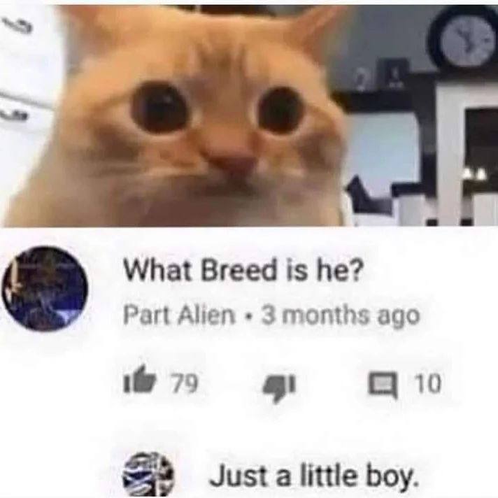What Breed is Part Alien 3 months ago 79 С] 10 Just a little boy.