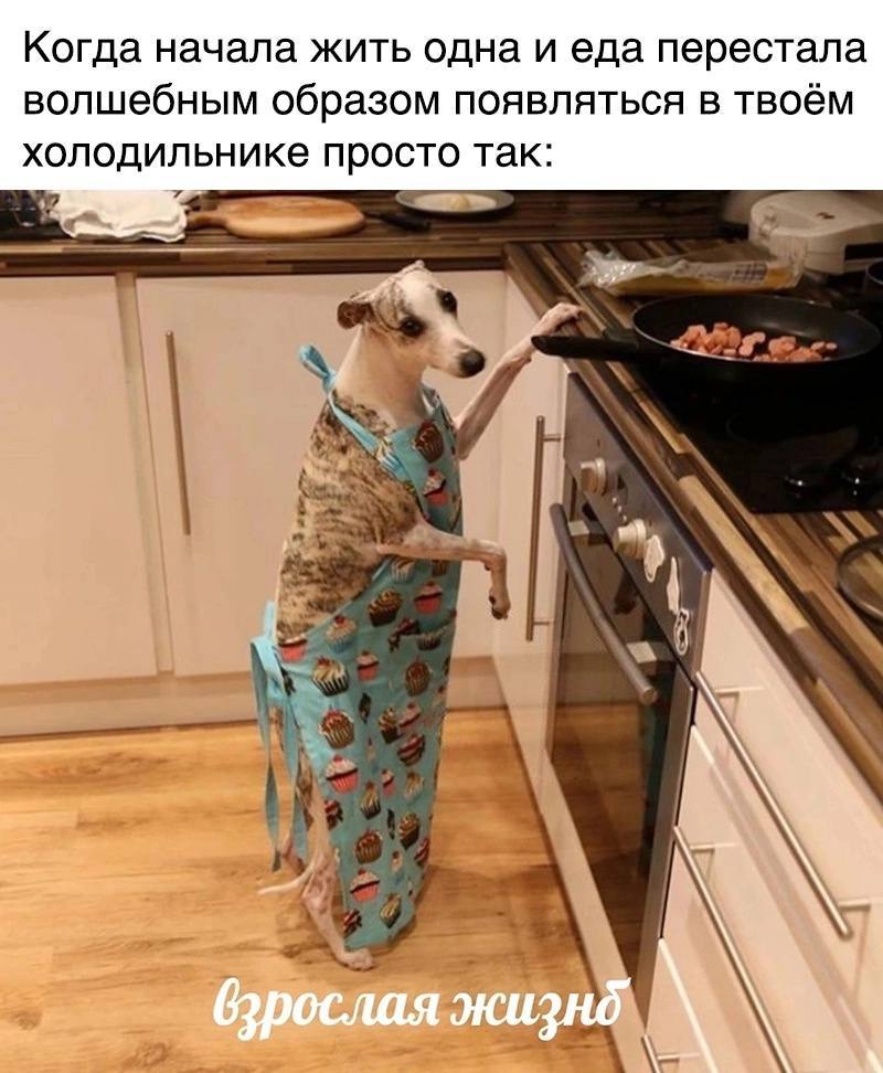 Когда начала жить одна и еда перестала волшебным образом появляться в твоём холодильнике просто так: 4