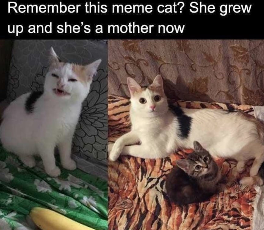 Remember this тете cat? She grew up and she’s a пом к, 3$ 4