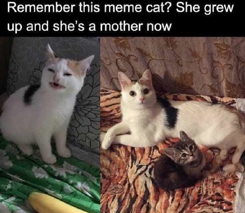 Remember this тете cat? She grew up and she’s a пом к, 3$ 4