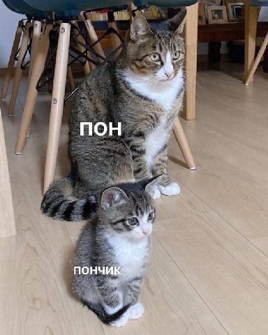 MOH