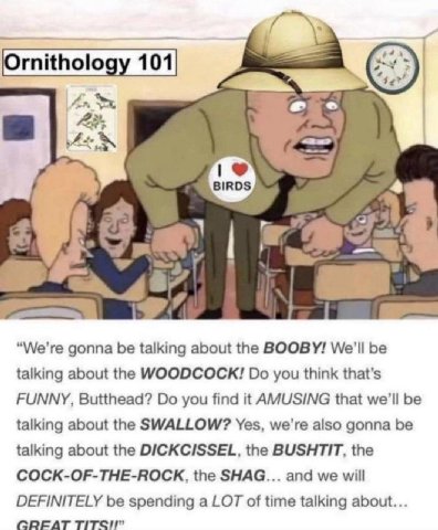 2 BIRDS “We're gonna be talking about the BOOBY! be talking about the WOODCOCK! you think that's FUNNY, Butthead? you find it AMUSING that be talking about the SWALLOW? Yes, we're also gonna be talkin