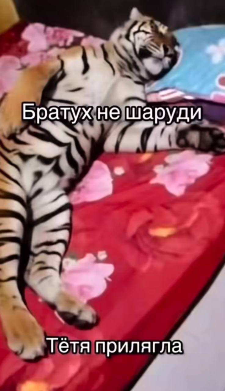 9%, 2 Братух не шаруди 4 Тетя прилягла