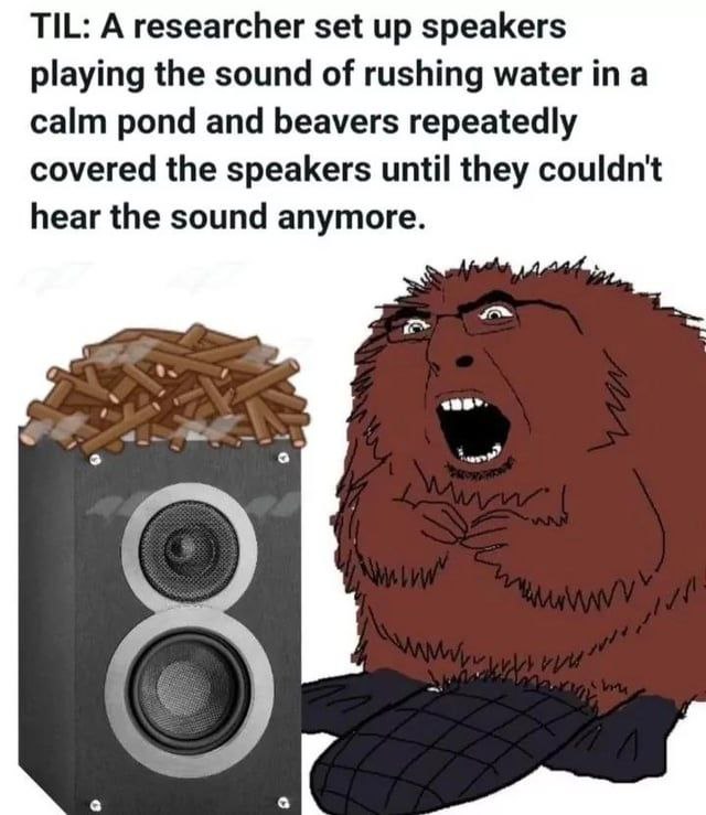 TIL: A researcher set up speakers playing the sound of rushing water a calm pond and beavers repeatedly covered the speakers until they couldn't hear the sound anymore.