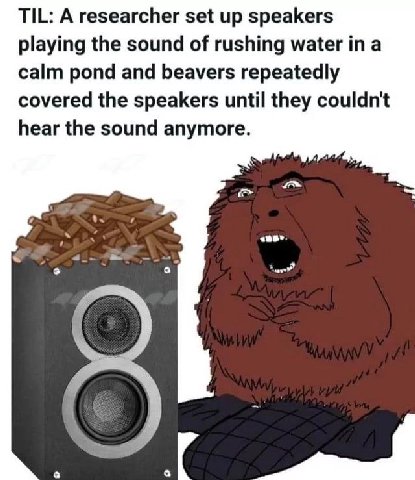 TIL: A researcher set up speakers playing the sound of rushing water a calm pond and beavers repeatedly covered the speakers until they couldn't hear the sound anymore.