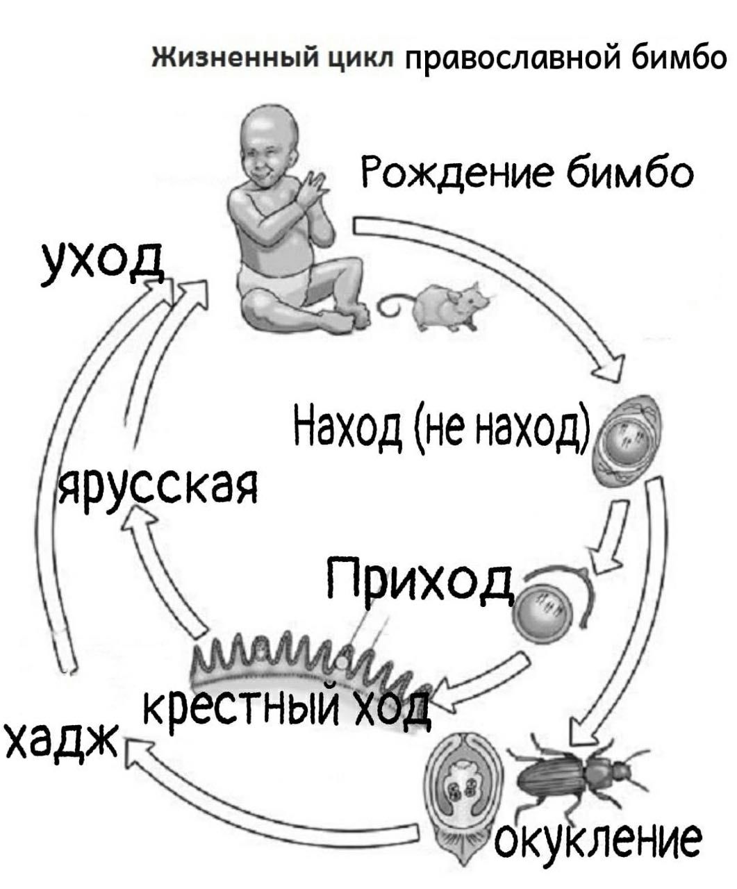 Жизненный цикл православной бимбо Рождение бимбо ухо Наход (не наход) русская Прихо хадж КРЕСТНЫЙ a ление