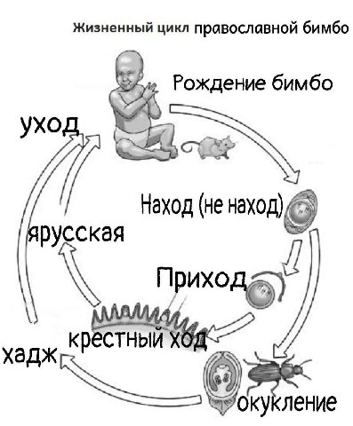 Жизненный цикл православной бимбо Рождение бимбо ухо Наход (не наход) русская Прихо хадж КРЕСТНЫЙ a ление