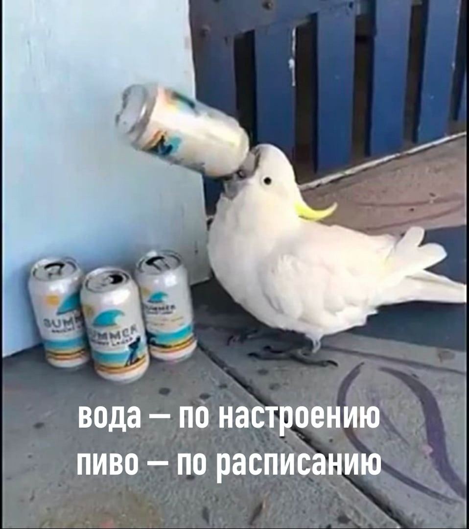 вода по настроению пиво по расписанию