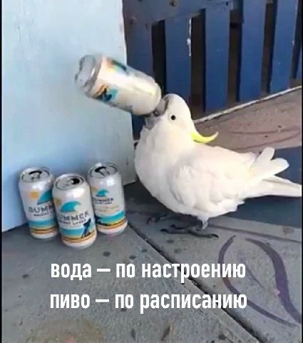 вода по настроению пиво по расписанию