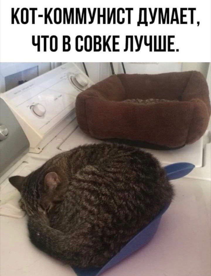 КОТ-КОММУНИСТ ДУМАЕТ ЧТО В СОВКЕ ЛУЧШЕ.