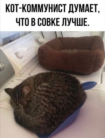 КОТ-КОММУНИСТ ДУМАЕТ ЧТО В СОВКЕ ЛУЧШЕ.