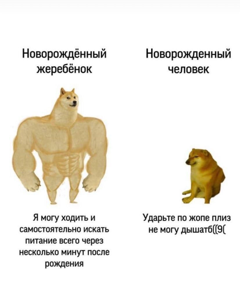 Новорождённый Новорожденный жеребёнок человек Я могу ходить и Ударьте по жопе плиз самостоятельно искать не могу дышатб((9( питание всего через несколько минут после рождения