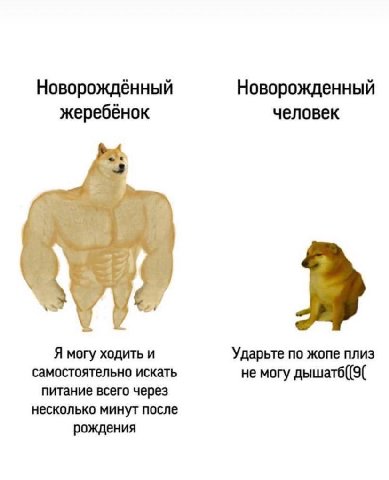 Новорождённый Новорожденный жеребёнок человек Я могу ходить и Ударьте по жопе плиз самостоятельно искать не могу дышатб((9( питание всего через несколько минут после рождения