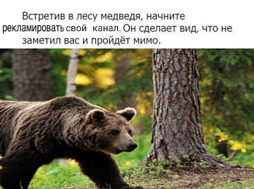 Встретив в лесу медведя, начните рекламировать свой канал. Он сделает вид, что не заметил вас и пройдёт мимо.