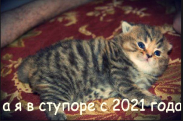 ступоре с 2021 года
