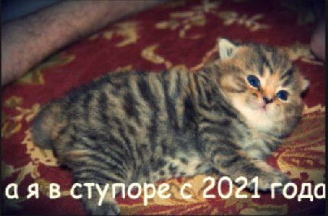 ступоре с 2021 года