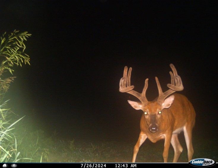 7/26/2024 12:43 Cudde