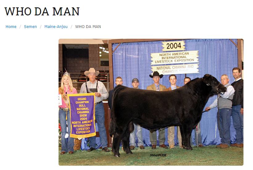 Ноте Semen Maine-Anjou WHO MAN 2004$ i} 4 AMERICAN Pah INTERNATIONAL EXPOSITION 3 у CHAMPION BULL 428 SHOW INTERNATION LivesToct a 4 К ЕЕ as