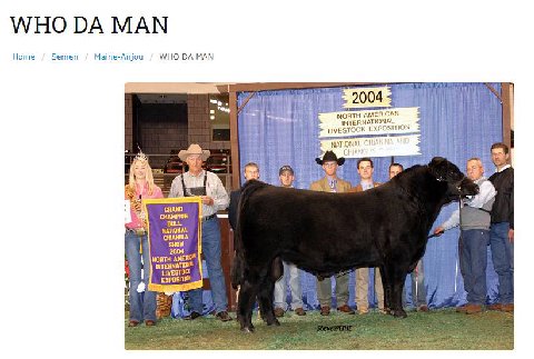 Ноте Semen Maine-Anjou WHO MAN 2004$ i} 4 AMERICAN Pah INTERNATIONAL EXPOSITION 3 у CHAMPION BULL 428 SHOW INTERNATION LivesToct a 4 К ЕЕ as