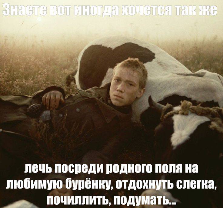лечь посреди родного поля на любимую бурёнку, отдохнуть слегка, почиллить, подумать...