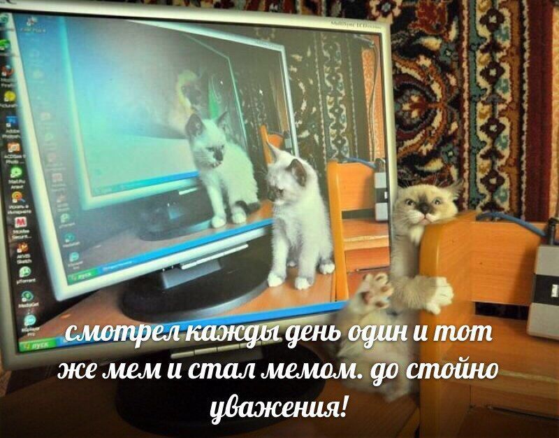 смотрел кажды день один и тот же MEM и стал мемом. стойно уважения!
