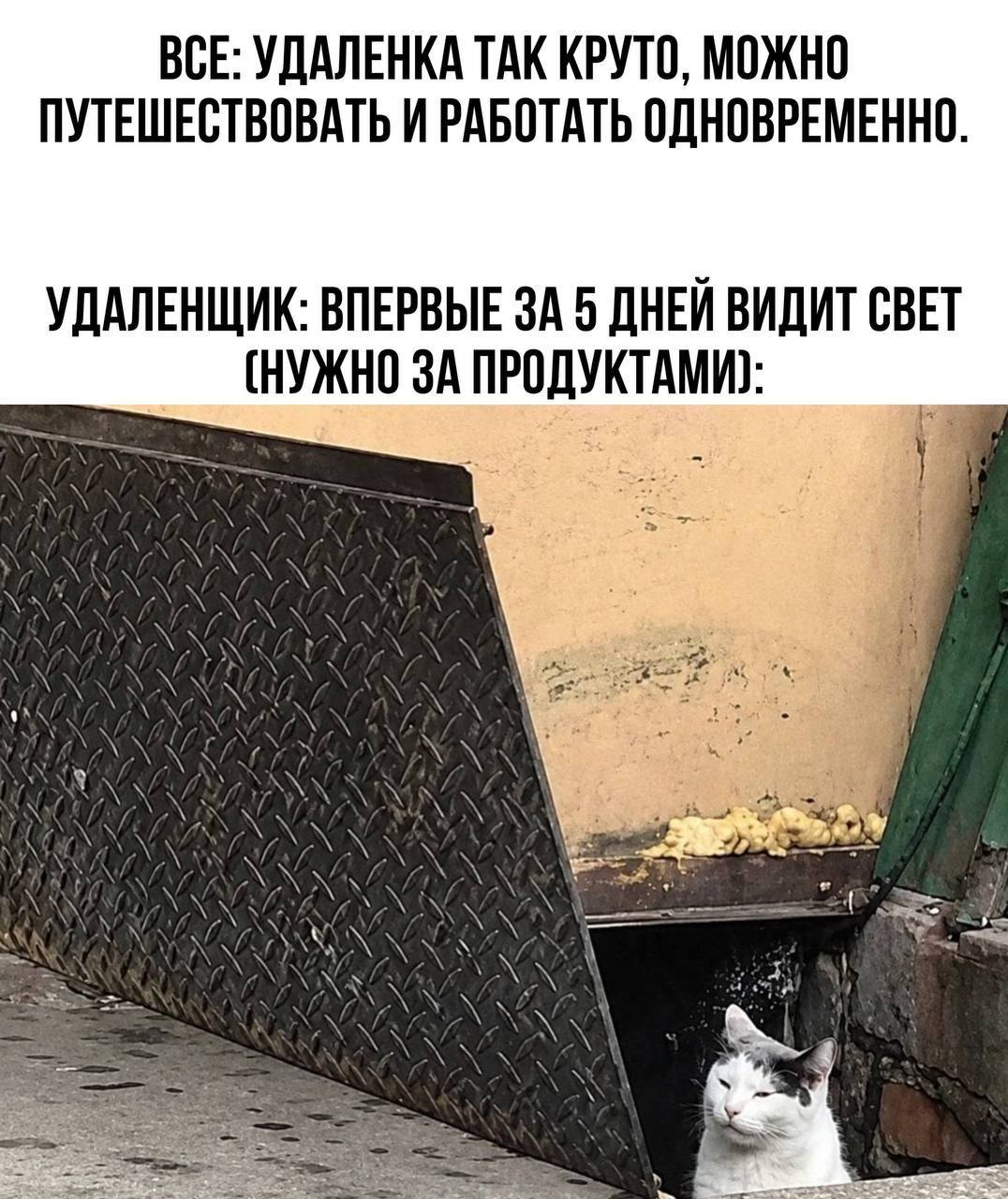ВСЕ: УДАЛЕНКА ТАК КРУТО, МОЖНО ПУТЕШЕСТВОВАТЬ И РАБОТАТЬ ОДНОВРЕМЕННО. УДАЛЕНЩИК: ВПЕРВЫЕ ЗА 5 ДНЕЙ ВИДИТ СВЕТ (НУЖНО 3A ПРОДУКТАМИ?: ANN i