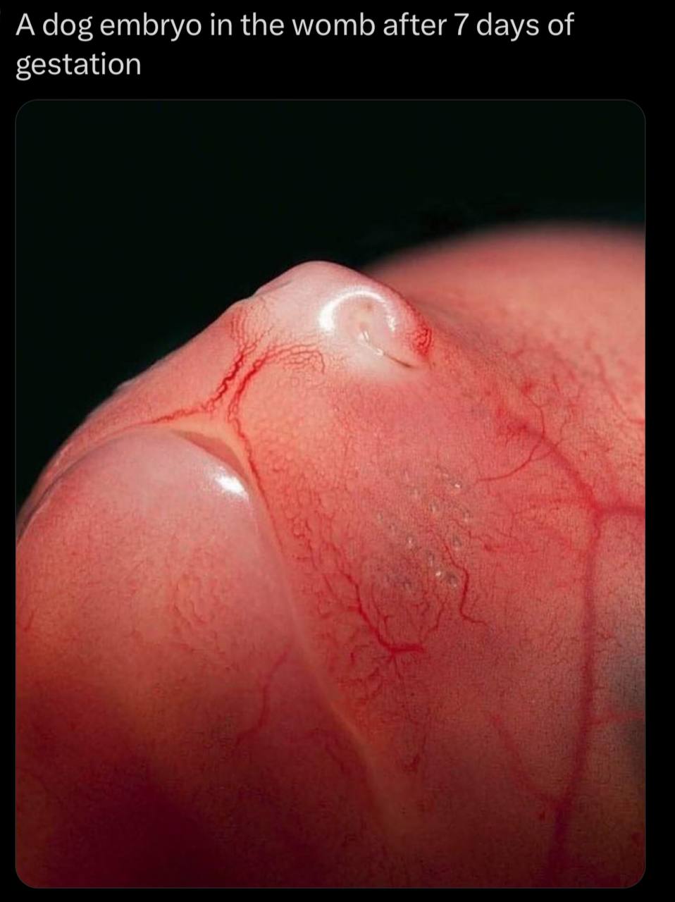 4-5 weeks