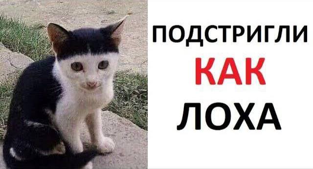 ПОДСТРИГЛИ KAK *7 ЛОХА 7