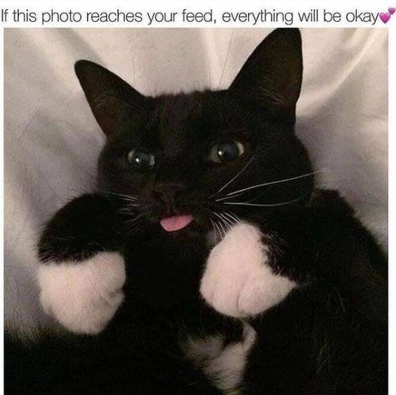 if this photo reaches your feed, everything will be