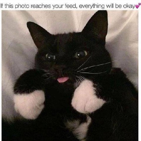 if this photo reaches your feed, everything will be