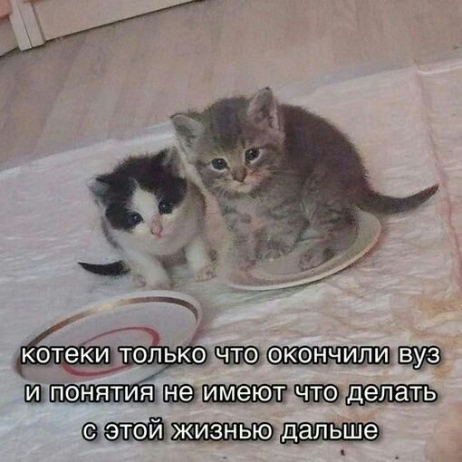 котеки только что окончили вуз и понятия не имеют что делать с этой жизнью дальше