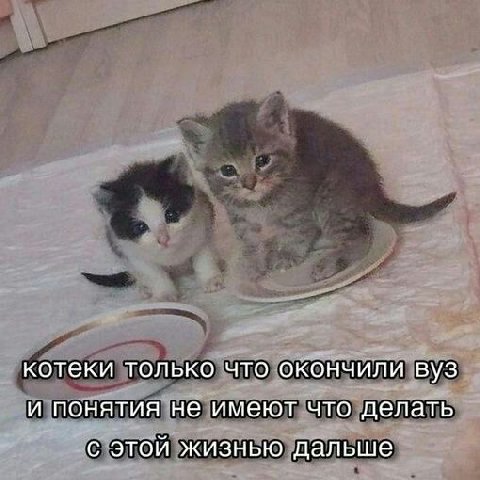 котеки только что окончили вуз и понятия не имеют что делать с этой жизнью дальше
