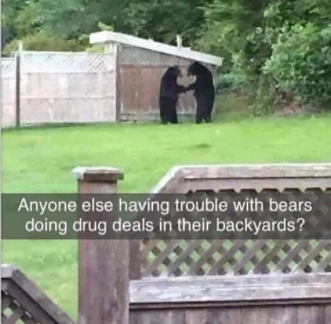 a 2) Anyone else having trouble with bears doing drug deals in their backyards?