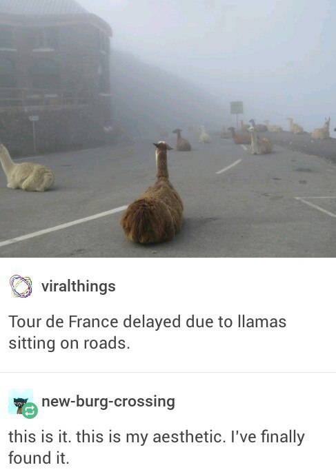 viralthings Tour France delayed due to llamas sitting on roads. new-burg-crossing this is it. this is my aesthetic. I've finally found it.