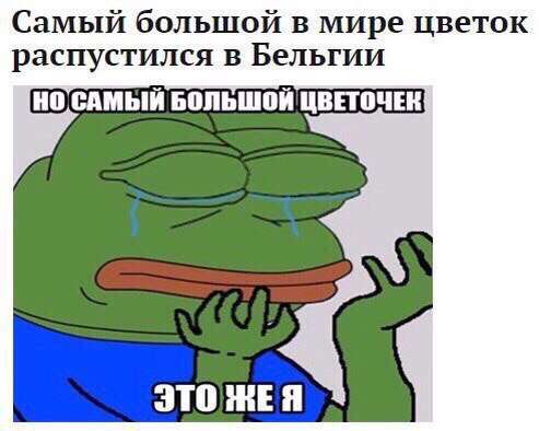 Самый большой в мире цветок распустился в Бельгии БОЛЬШОИ ЦВЕТОЧЕК JTO ME