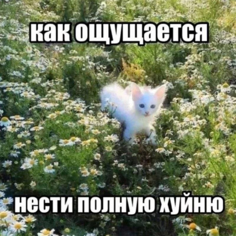Prem 12% ощущается и: 4’ at полную ХУЙНЮ 4